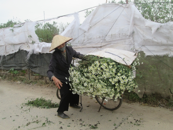 Một cụ b&agrave; n&ocirc;ng d&acirc;n đang chuẩn bị chở những b&ocirc;ng c&uacute;c đi b&aacute;n.