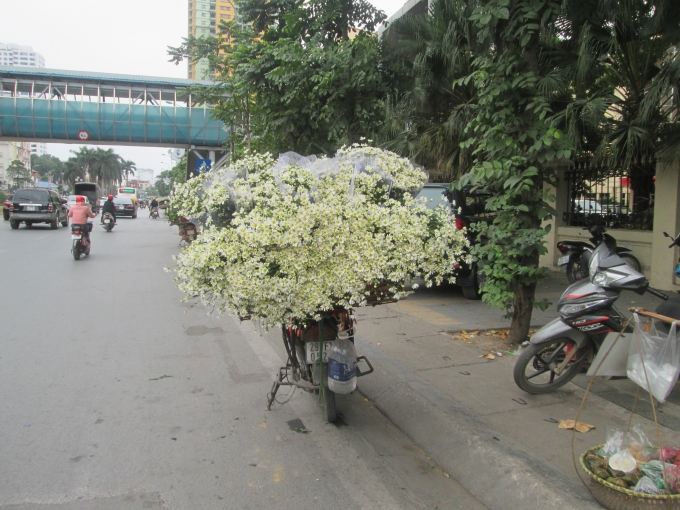 Những b&ocirc;ng c&uacute;c theo ch&acirc;n những chiếc xe tr&agrave;n về khắp c&aacute;c phố H&agrave; Nội