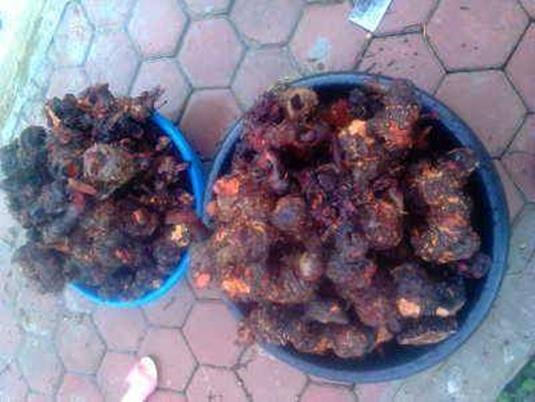 Một vị thuốc qu&yacute; chữa sinh l&yacute; yếu ở nam giới của mẹ Lầu