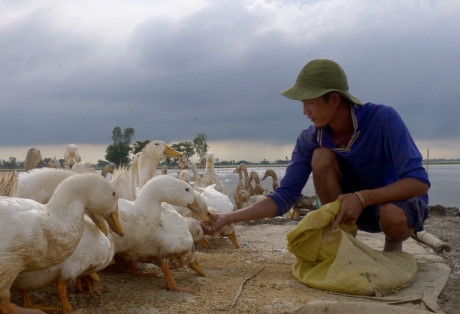 Đ&agrave;n vịt, đ&agrave;n c&ograve;, c&aacute;, ếch, nh&aacute;i...đang gi&uacute;p Tiếng l&agrave;m n&ecirc;n hệ sinh th&aacute;i tự nhi&ecirc;n tr&ecirc;n đồng ruộng. Ảnh:&nbsp;H.H.