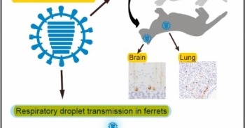 Bộ Y tế Khuyến cáo phòng chống virus cúm A(H7N9) độc lực cao ở người