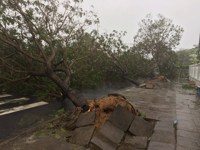 S&aacute;ng nay tại Ph&uacute; Y&ecirc;n, mưa&nbsp;bắt đầu nặng hạt, gi&oacute; giật mạnh khiến nhiều c&acirc;y xanh bị bật gốc.