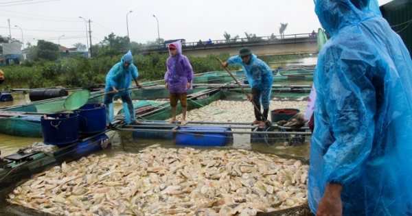 Thừa Thiên Huế: Xót xa cảnh người dân vớt hàng tấn cá lồng sông Bồ vứt bỏ