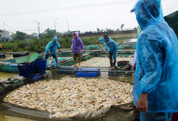 285 lồng c&aacute; của người d&acirc;n x&atilde; Quảng Ph&uacute; chết trắng.