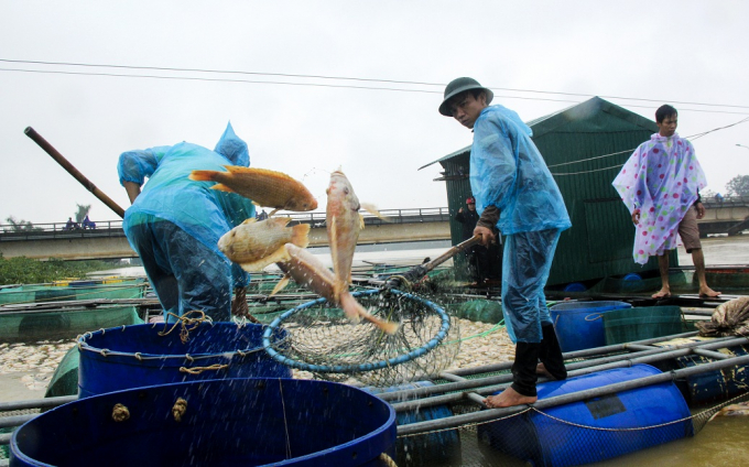 H&agrave;ng trăm tấn c&aacute; chết được người d&acirc;n vớt đem đi ti&ecirc;u hủy.
