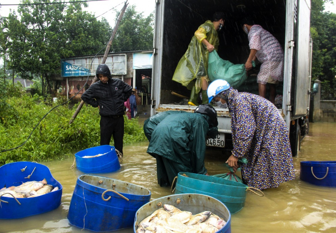 Thừa Thi&ecirc;n Huế: X&oacute;t xa cảnh người d&acirc;n vớt h&agrave;ng tấn c&aacute; lồng s&ocirc;ng Bồ vứt bỏ