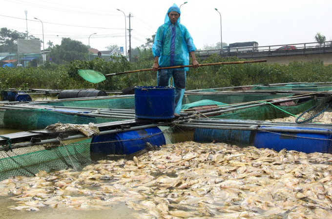 Thừa Thi&ecirc;n Huế: X&oacute;t xa cảnh người d&acirc;n vớt h&agrave;ng tấn c&aacute; lồng s&ocirc;ng Bồ vứt bỏ