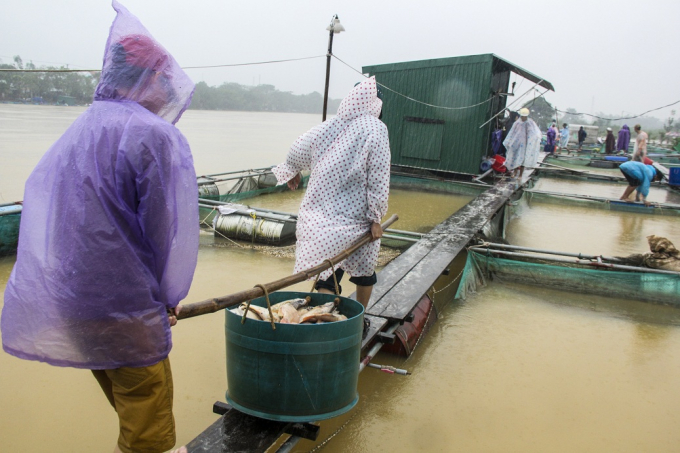 Thừa Thi&ecirc;n Huế: X&oacute;t xa cảnh người d&acirc;n vớt h&agrave;ng tấn c&aacute; lồng s&ocirc;ng Bồ vứt bỏ