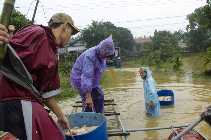 Thừa Thi&ecirc;n Huế: X&oacute;t xa cảnh người d&acirc;n vớt h&agrave;ng tấn c&aacute; lồng s&ocirc;ng Bồ vứt bỏ