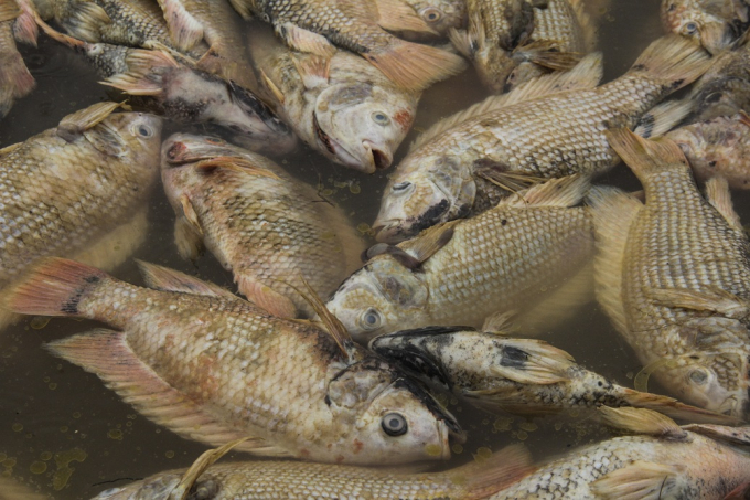 Thừa Thi&ecirc;n Huế: X&oacute;t xa cảnh người d&acirc;n vớt h&agrave;ng tấn c&aacute; lồng s&ocirc;ng Bồ vứt bỏ