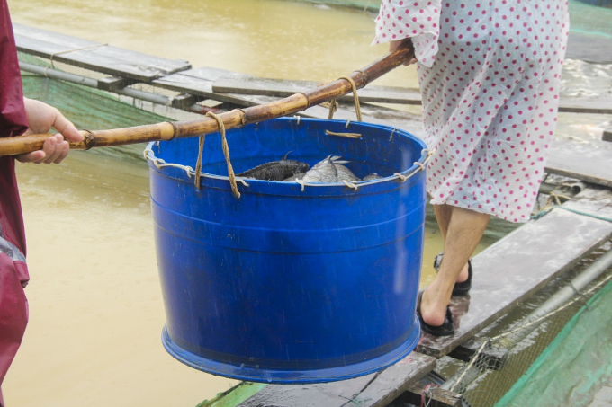Thừa Thi&ecirc;n Huế: X&oacute;t xa cảnh người d&acirc;n vớt h&agrave;ng tấn c&aacute; lồng s&ocirc;ng Bồ vứt bỏ
