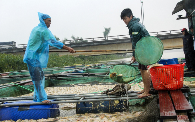 Thừa Thi&ecirc;n Huế: X&oacute;t xa cảnh người d&acirc;n vớt h&agrave;ng tấn c&aacute; lồng s&ocirc;ng Bồ vứt bỏ