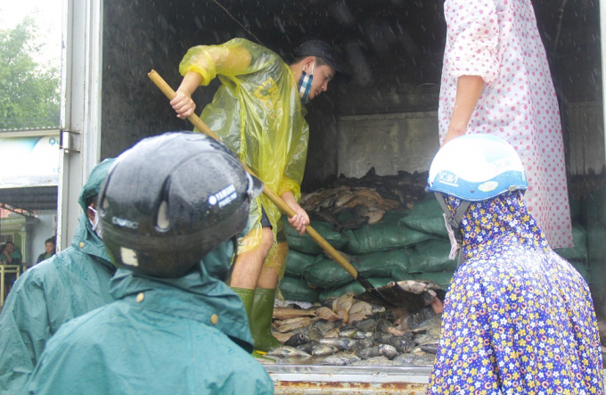 Thừa Thi&ecirc;n Huế: X&oacute;t xa cảnh người d&acirc;n vớt h&agrave;ng tấn c&aacute; lồng s&ocirc;ng Bồ vứt bỏ