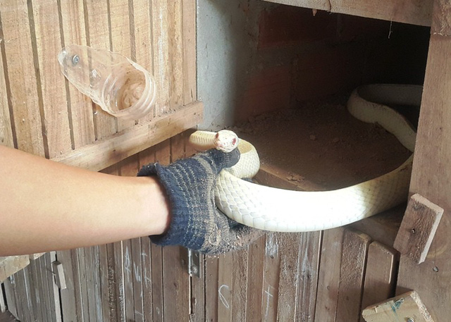 Nhiều người trả hơn 100 triệu đồng nhưng anh Điệp kh&ocirc;ng b&aacute;n m&agrave; để nu&ocirc;i, nghi&ecirc;n cứu nh&acirc;n giống.