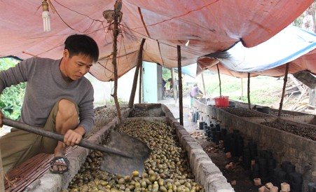 Sau khi mua lại, cau được đưa v&agrave;o l&ograve; sấy rồi đem b&aacute;n cho thương l&aacute;i với gi&aacute; cao