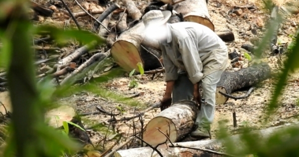 Đắk Nông: Truy tố thêm một lãnh đạo để mất rừng