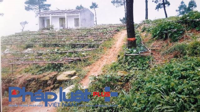 C&aacute;c hộ d&acirc;n tự &yacute; chặt ph&aacute; rừng, trong đ&oacute; c&oacute; người nh&agrave; c&aacute;n bộ thị trấn Tam Đảo (Ảnh: Đ&agrave;o Tấn).