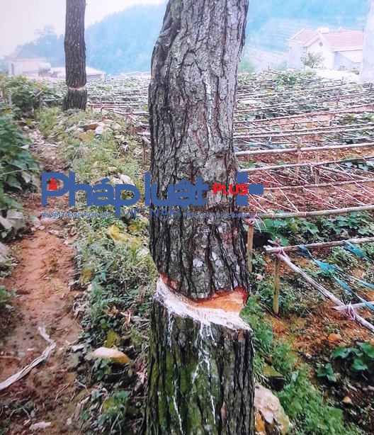 Gần 8ha rừng 327 đ&atilde; bị chặt ph&aacute; để trồng su su (Ảnh: Đ&agrave;o Tấn).