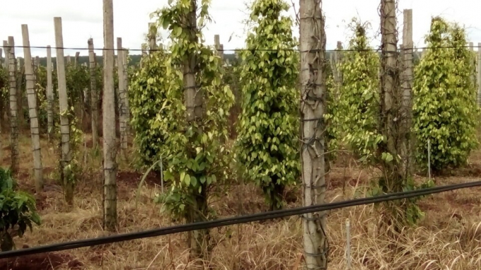 Hạn h&aacute;n l&agrave;m chết nhiều diện t&iacute;ch c&acirc;y Ti&ecirc;u của b&agrave; con tại c&aacute;c tỉnh Gia Lai v&agrave; Đắk Lắk.