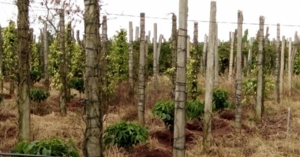 Đắk Lắk: Nhiều cán bộ xã bị kỷ luật vì chi sai tiền hỗ trợ hạn hán cho dân