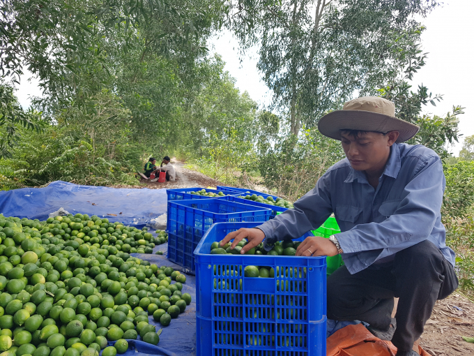 Một kĩ sư đang đ&aacute;nh gi&aacute; chất lượng nguy&ecirc;n liệu tại trang trại chanh Chanh Việt.