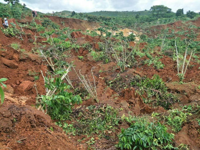 Nhiều c&acirc;y c&agrave; ph&ecirc; bị bật tung gốc nằm ngổn ngang.