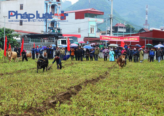 Lễ hội gồm c&oacute;&nbsp;Hội thi b&ograve; khỏe, b&ograve; đẹp v&agrave; Hội thi b&ograve; c&agrave;y khỏe.