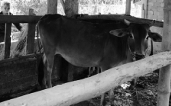 Một trong số b&ograve; giống m&agrave; người d&acirc;n x&atilde; H&agrave;nh T&iacute;n Đ&ocirc;ng nhận.