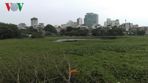 Hồ Linh Quang bị thu hẹp do bị lấn chiếm.