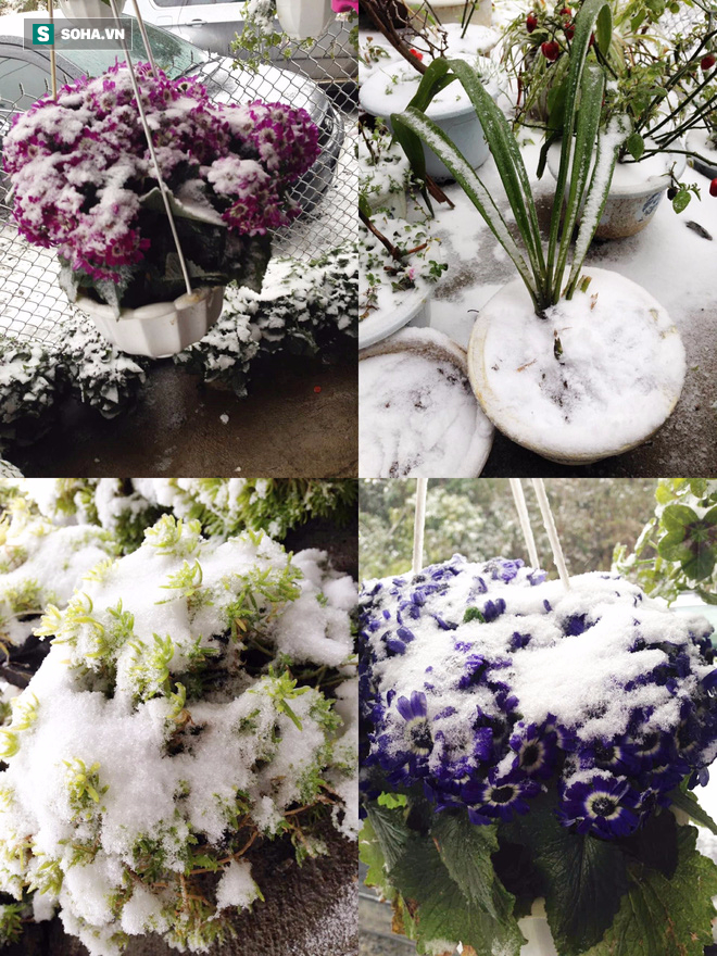 Ho&agrave;ng Nam, sinh năm 1993, đến Sapa (L&agrave;o Cai) ng&agrave;y h&ocirc;m 24/11. Theo Nam, băng tuyết phủ k&iacute;n nhiều nơi ở thị trấn Sapa nhưng đến chiều c&ugrave;ng ng&agrave;y th&igrave; bớt dần. Ảnh: Ho&agrave;ng Nam.