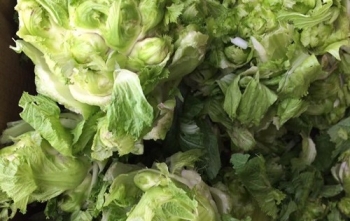 Cải mầm đá Sapa đắt như thịt: Coi chừng hàng Trung Quốc đội lốt