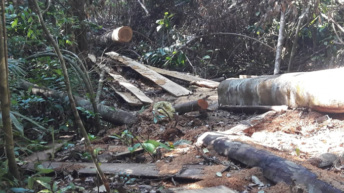 C&acirc;y rừng bị&nbsp;đốn hạ v&agrave; xẻ ra hộp ngay tr&ecirc;n&nbsp;đường v&agrave;o.