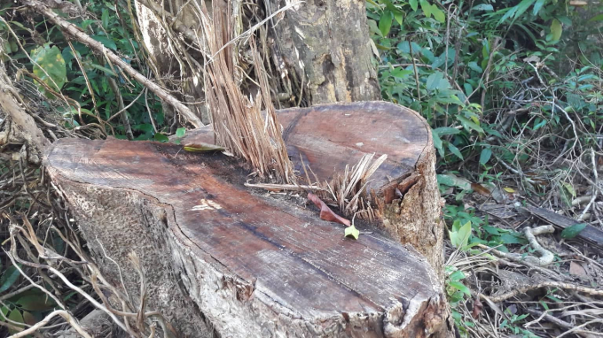 Một gốc c&acirc;y to mới bị&nbsp;đốn hạ trước mắt ch&uacute;ng t&ocirc;i như chứng minh mmột&nbsp;điều ''M&aacute;u rừng