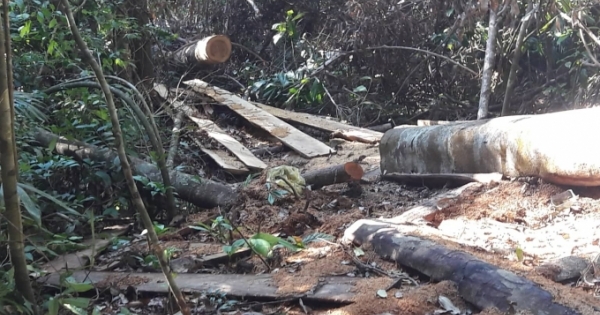 Đắk Lắk: Lâm tặc mở “đại công trường” trong rừng M’Drắk