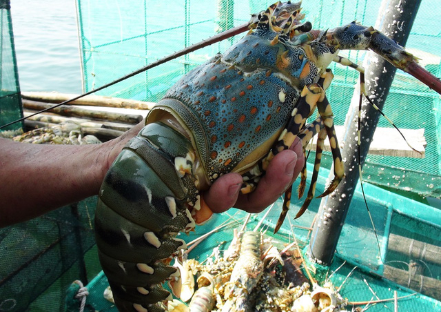 T&ocirc;m h&ugrave;m nu&ocirc;i ở v&ugrave;ng biển bắc vịnh V&acirc;n Phong chết h&agrave;ng loạt.