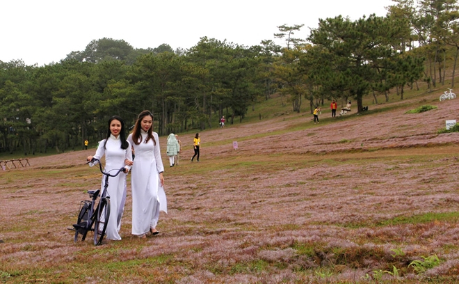 M&ugrave;a hội cỏ hồng năm 2017.