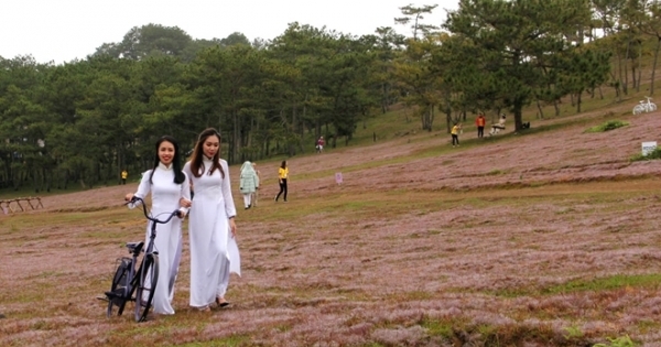 Lâm Đồng: Sắp diễn ra Mùa hội cỏ hồng năm 2018