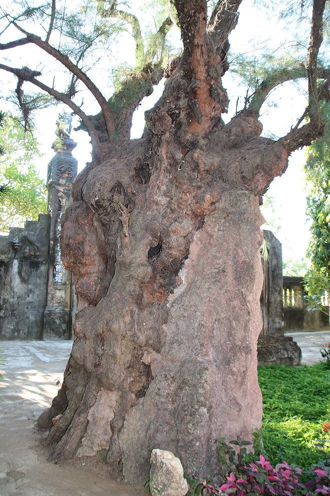 C&acirc;y phi lao cổ thụ ở ch&ugrave;a Thập Th&aacute;p.