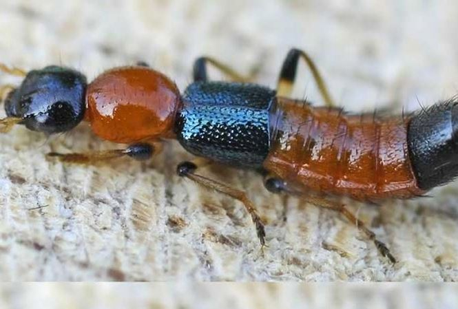 Ảnh minh hoạ: Internet