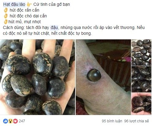 Hạt đậu l&agrave;o được quảng c&aacute;o c&oacute; thể chữa rắn cắn, ch&oacute; dại cắn