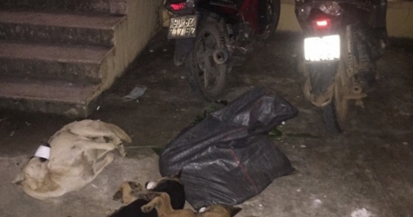 Hoà Bình: Truy bắt nhóm "cẩu tặc" trộm hơn 1 tạ chó