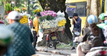 Dạo quanh Hà Nội ngắm "họa mi" dịu dàng xuống phố