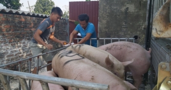 Tin kinh tế 6AM: Giá heo hơi trên đà tăng không thể "cưỡng lại"; Lộ diện thiết kế mới nhất của của iPhone 12