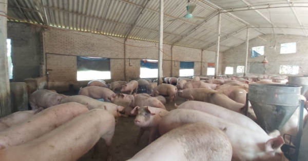 Giá heo hơi hôm nay 16/11: Ba miền thiết lập đỉnh mới, có găm hàng