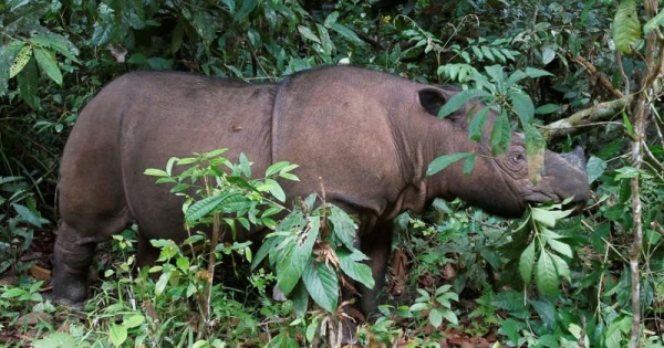 Tê giác Sumatra ở Malaysia tuyệt chủng