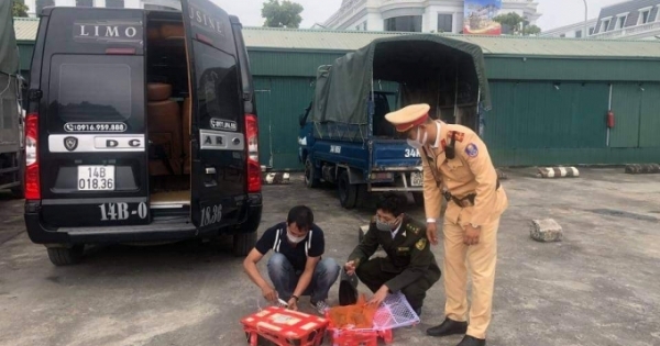 Phát hiện bắt giữ 207 cá thể rùa không rõ nguồn gốc