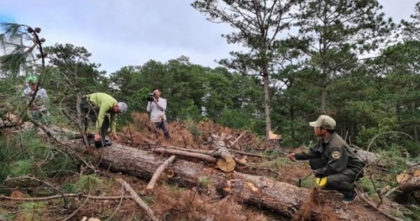 “Điếc không sợ súng”