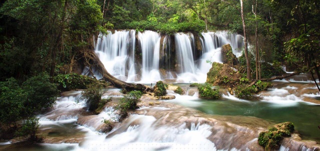 Nguồn thực phẩm trong rừng rất đa dạng, mang lại cho người thổ dân ở đây lượng thức ăn tươi sạch