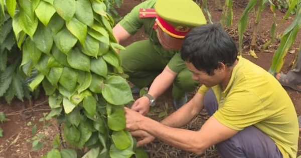 Đắk Lắk: Trộm cây của người khác mang về rẫy mình trồng
