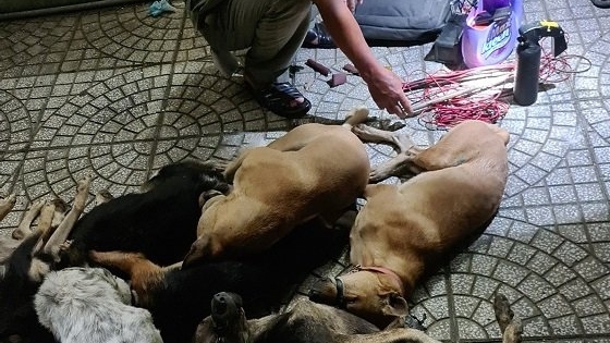 Dùng chích điện trộm chó, bị CSGT truy đuổi